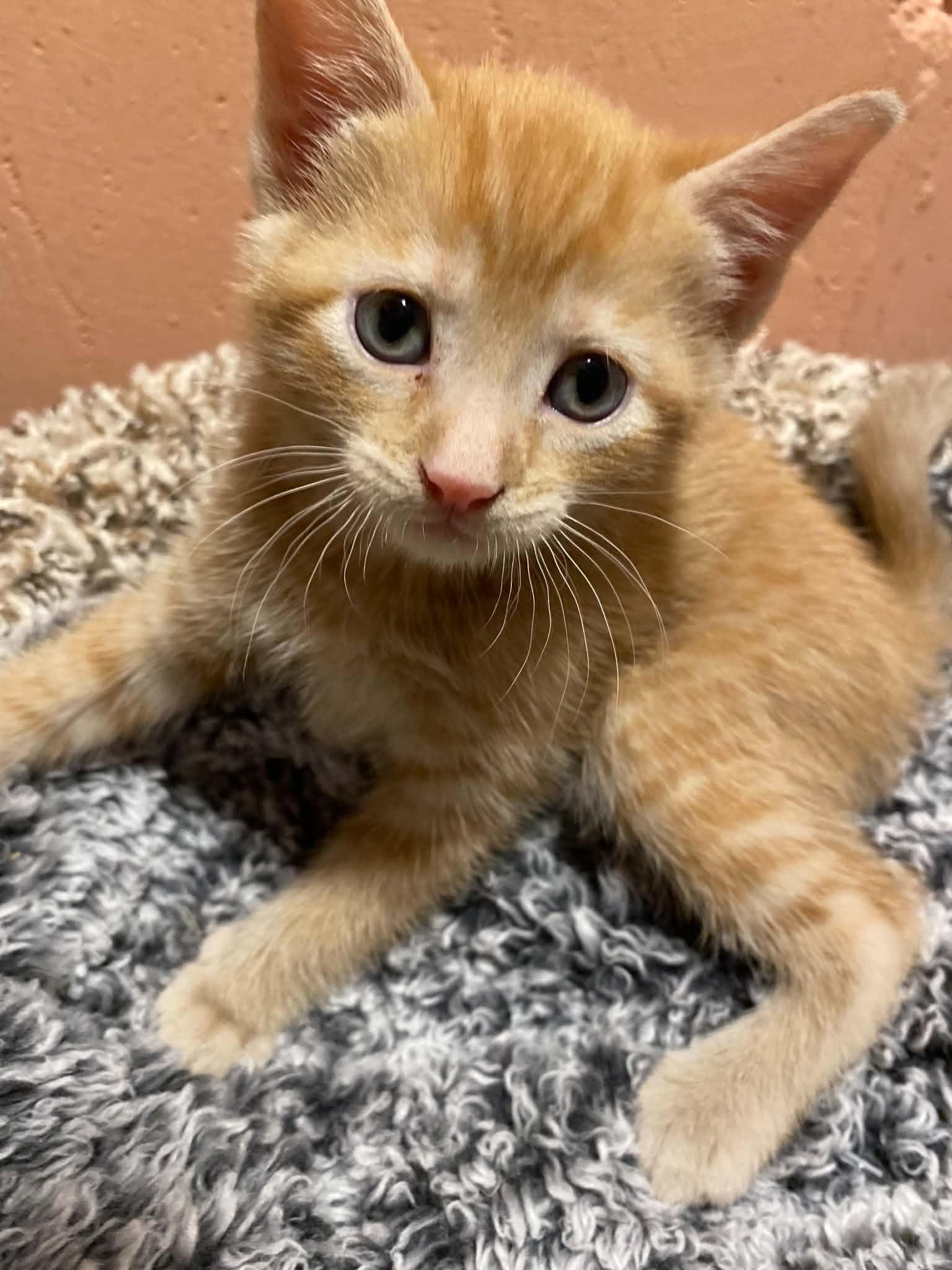 Chou Chou, a ADOPTABLE mixed breed in Kenosha , WI image 1/6