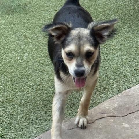 Harrow, an adoptable Terrier in cheyenne, WY, 82009 | Photo Image 5