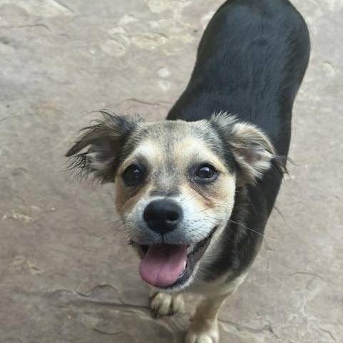 Harrow, an adoptable Terrier in cheyenne, WY, 82009 | Photo Image 1