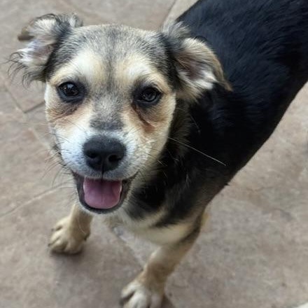 Harrow, an adoptable Terrier in cheyenne, WY, 82009 | Photo Image 6