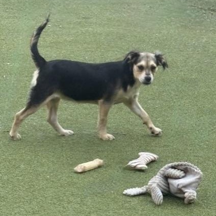 Harrow, an adoptable Terrier in cheyenne, WY, 82009 | Photo Image 3