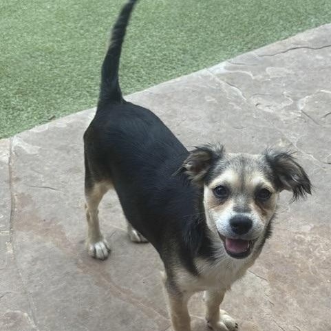 Harrow, an adoptable Terrier in cheyenne, WY, 82009 | Photo Image 2