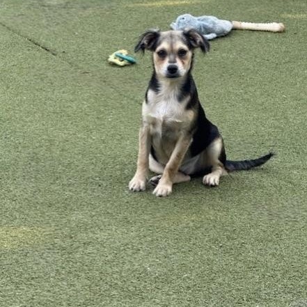 Harrow, an adoptable Terrier in cheyenne, WY, 82009 | Photo Image 4