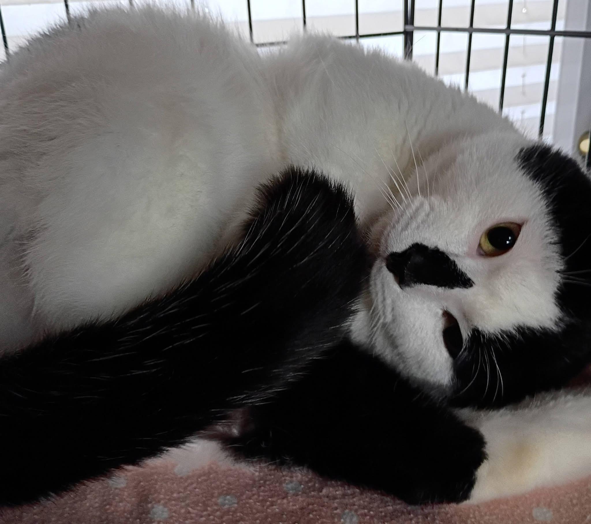 Chatty Chester , adopted, Adult Male Domestic Medium Hair.