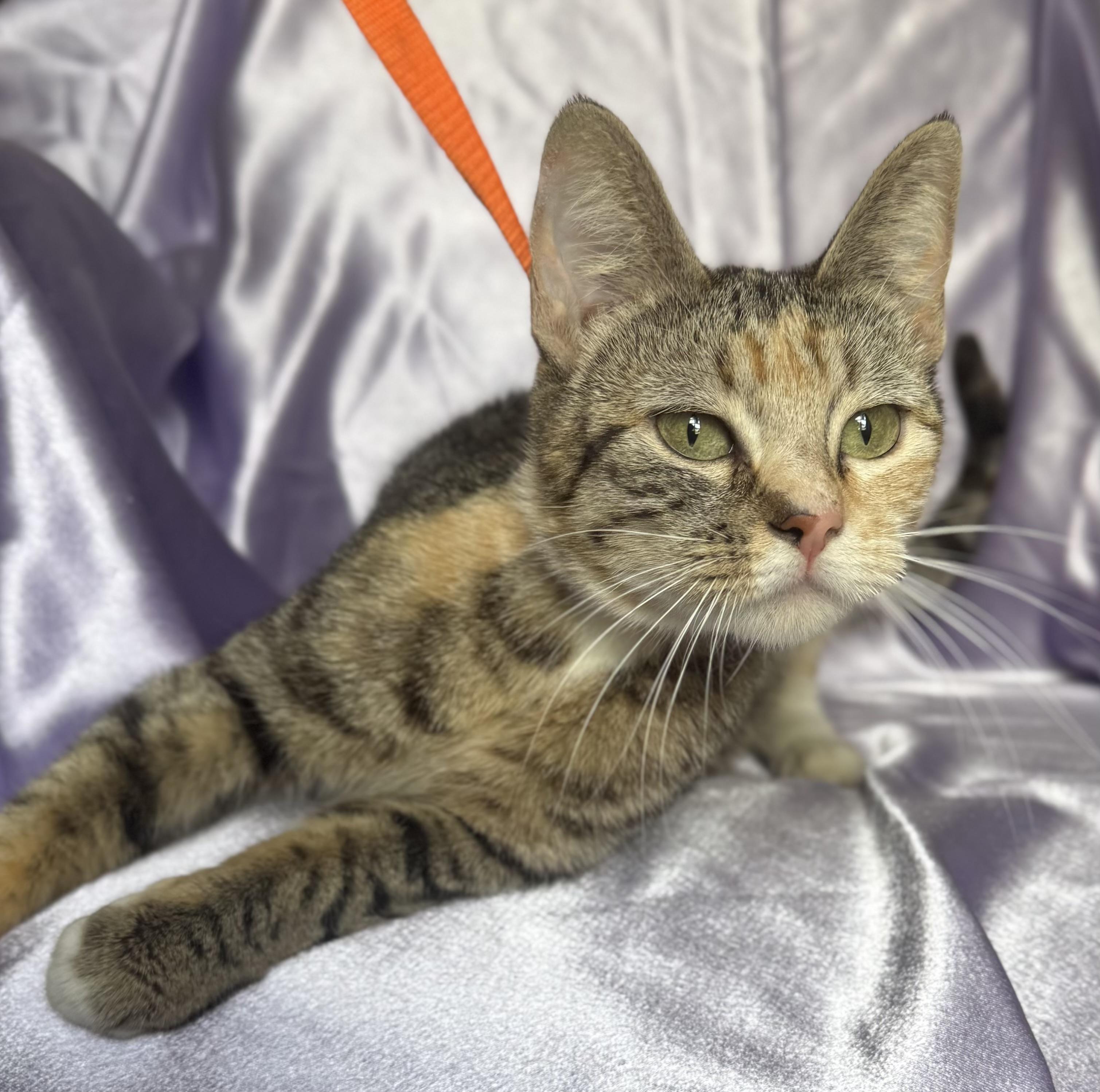MITTENS, a ADOPTABLE Domestic Short Hair in Rowland Heights, CA image 2/4