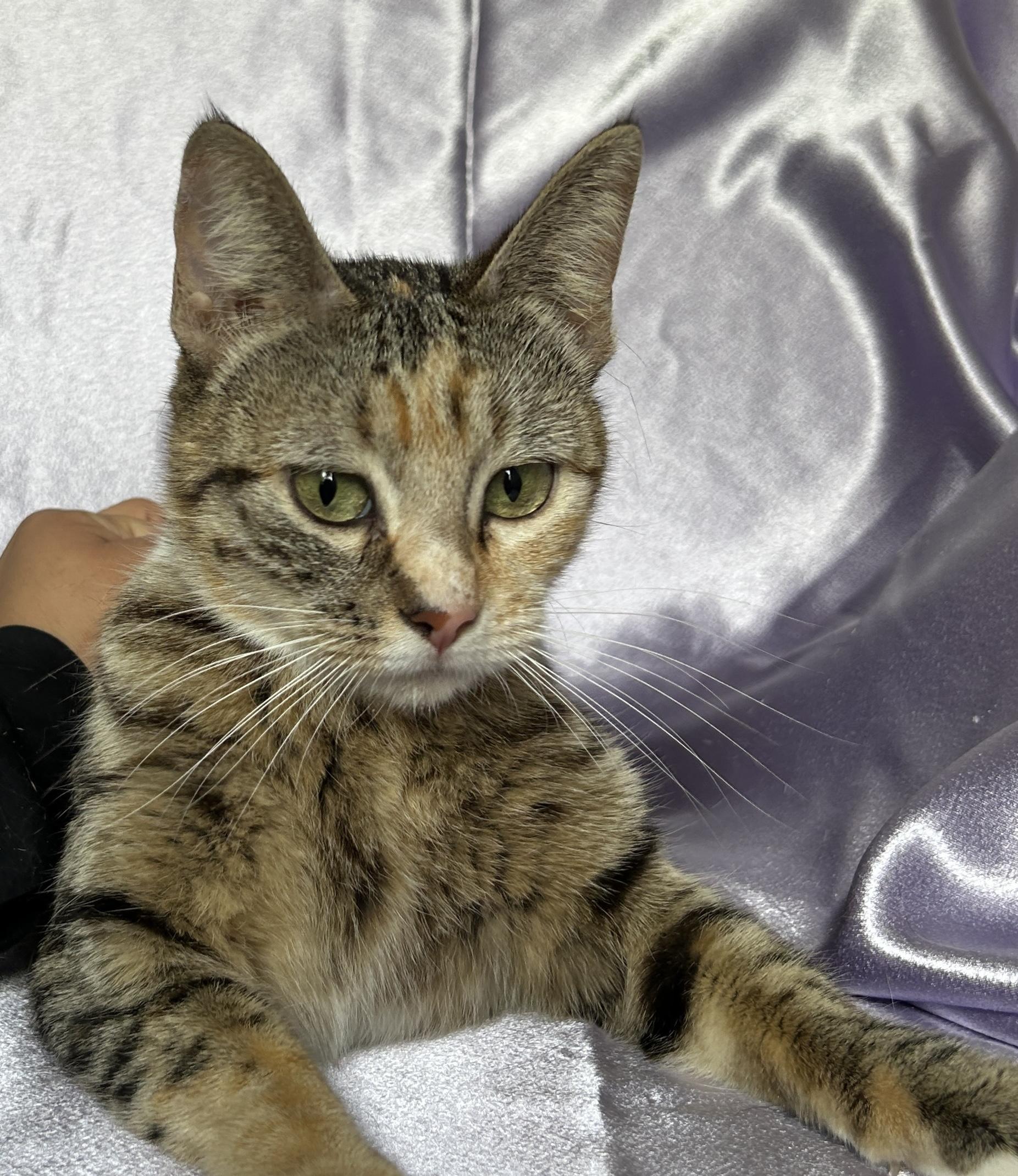 MITTENS, a ADOPTABLE Domestic Short Hair in Rowland Heights, CA image 3/4