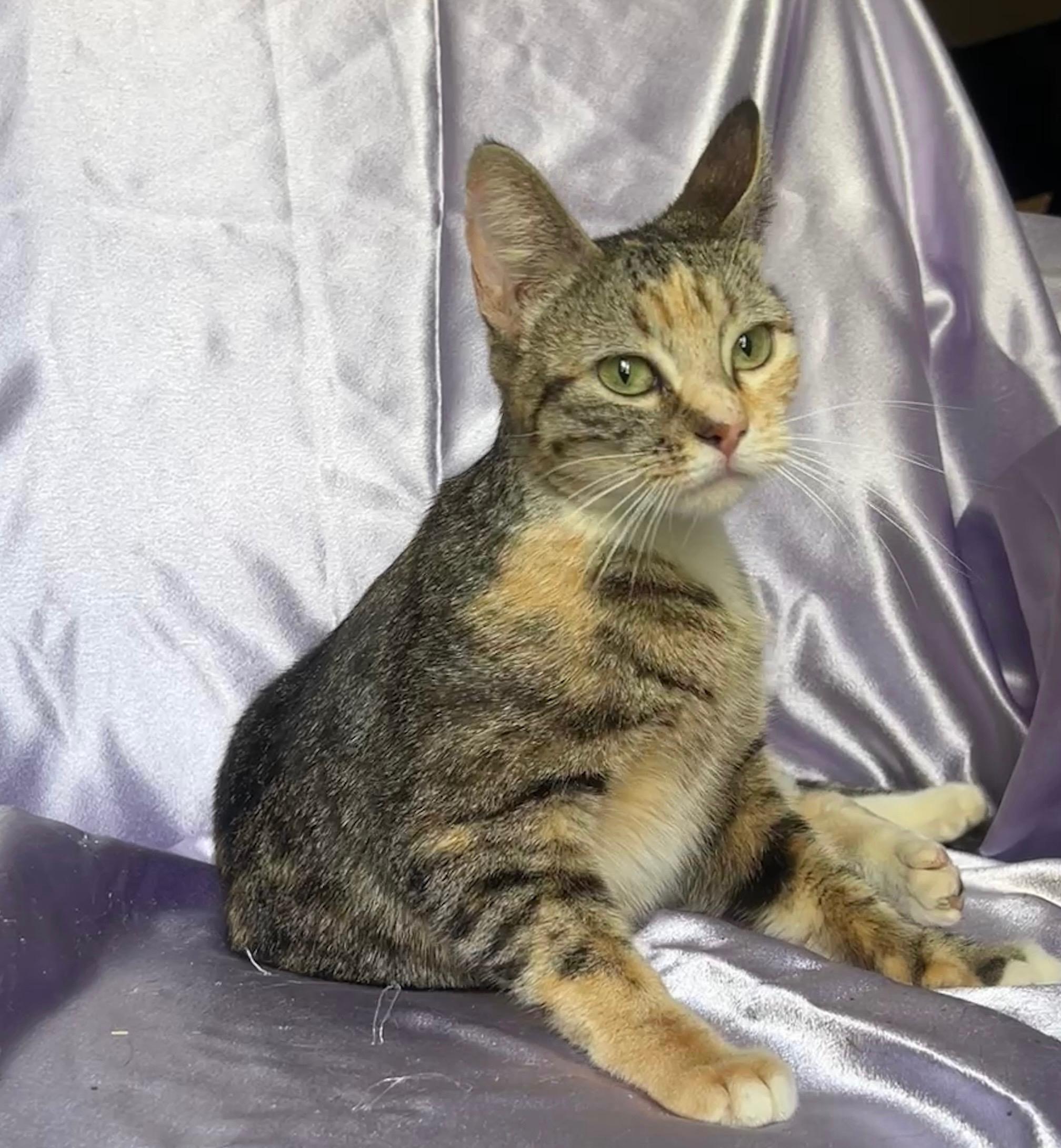 MITTENS, ADOPTABLE, Adult Female Domestic Short Hair.