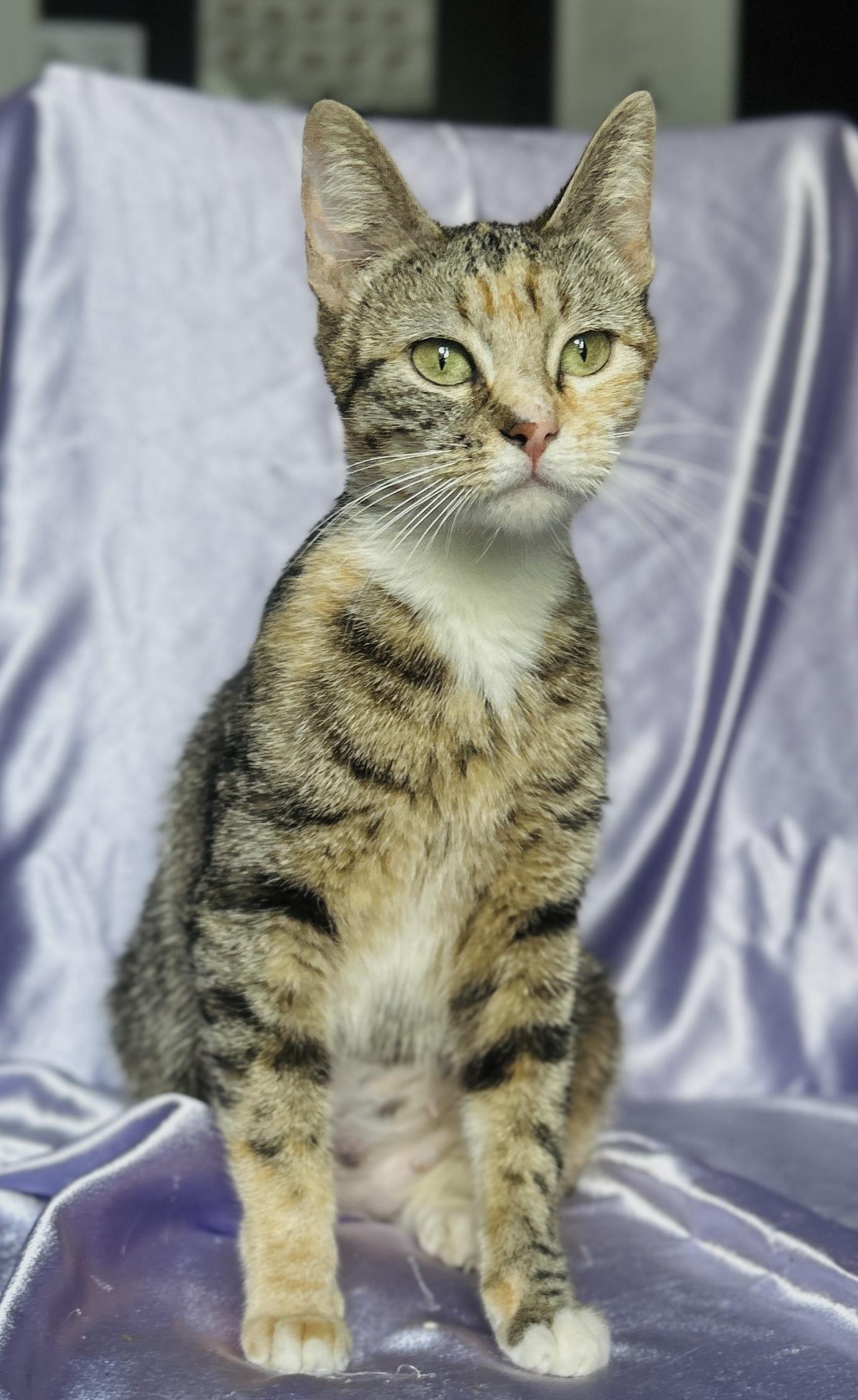 MITTENS, a ADOPTABLE Domestic Short Hair in Rowland Heights, CA image 4/4