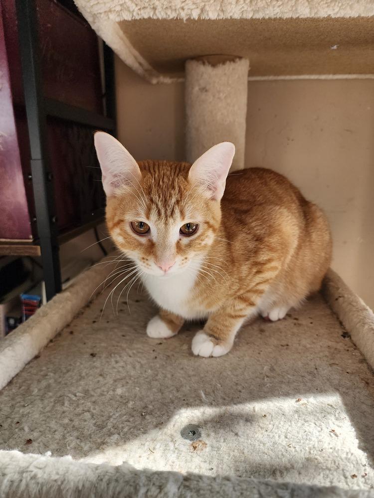 Enlarge Doc, a Adoptable Domestic Short Hair in Albuquerque, NM image 3/3