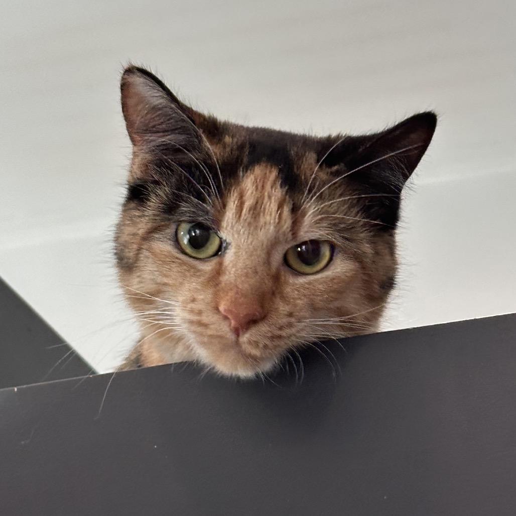 Enlarge Tortilla, a Adoptable Domestic Short Hair in Hailey, ID image 1/3