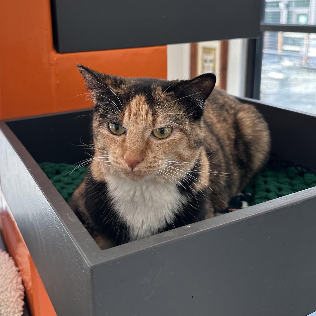 Enlarge Tortilla, a Adoptable Domestic Short Hair in Hailey, ID image 2/3