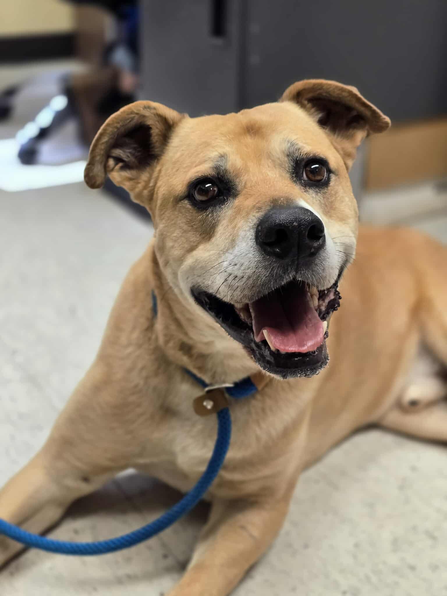 Star Fox, an adoptable Mastiff, Shepherd in Grants Pass, OR, 97526 | Photo Image 4