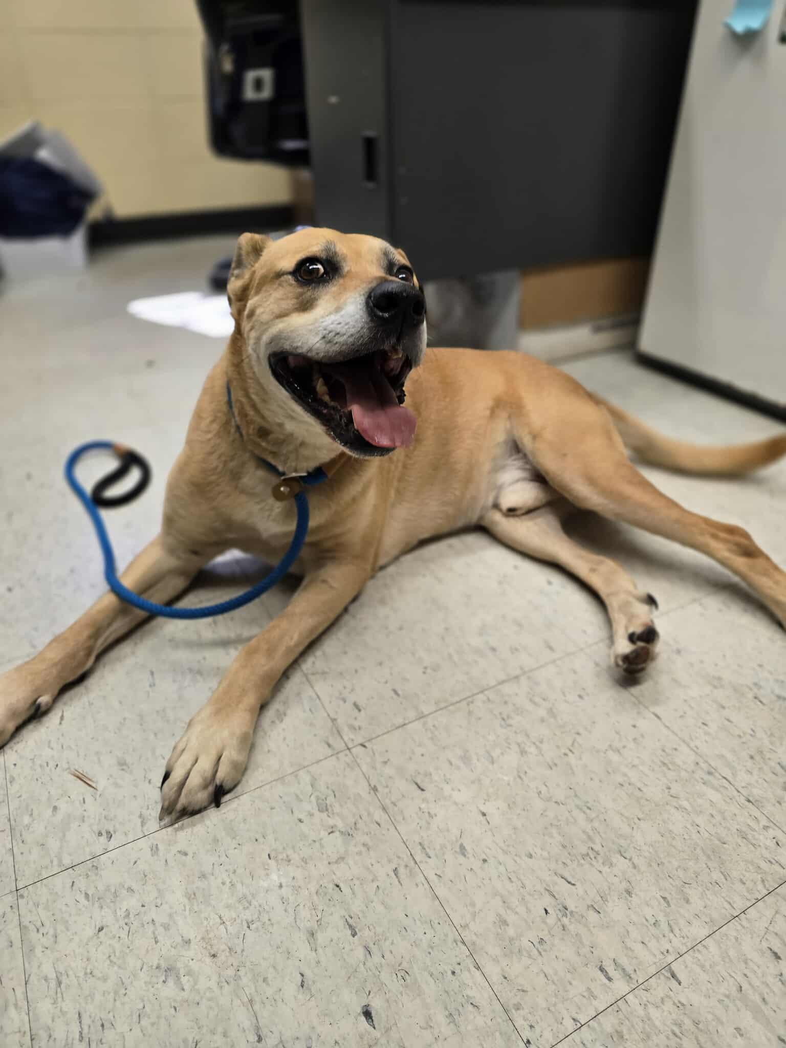 Star Fox, an adoptable Mastiff, Shepherd in Grants Pass, OR, 97526 | Photo Image 2