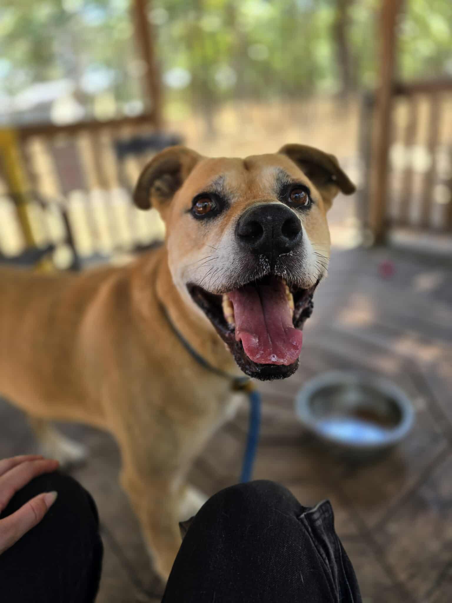 Star Fox, an adoptable Mastiff, Shepherd in Grants Pass, OR, 97526 | Photo Image 1