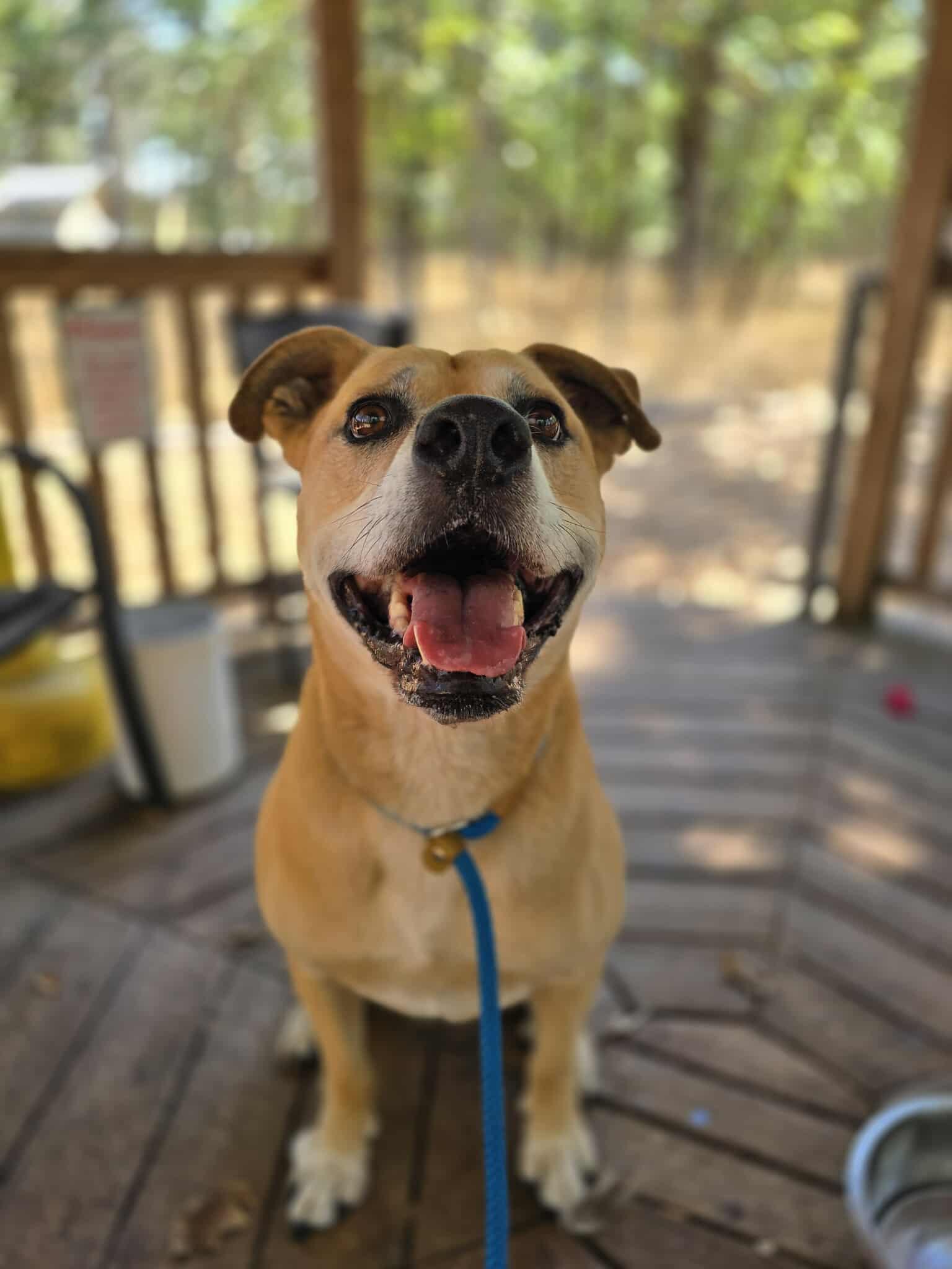 Star Fox, an adoptable Mastiff, Shepherd in Grants Pass, OR, 97526 | Photo Image 3