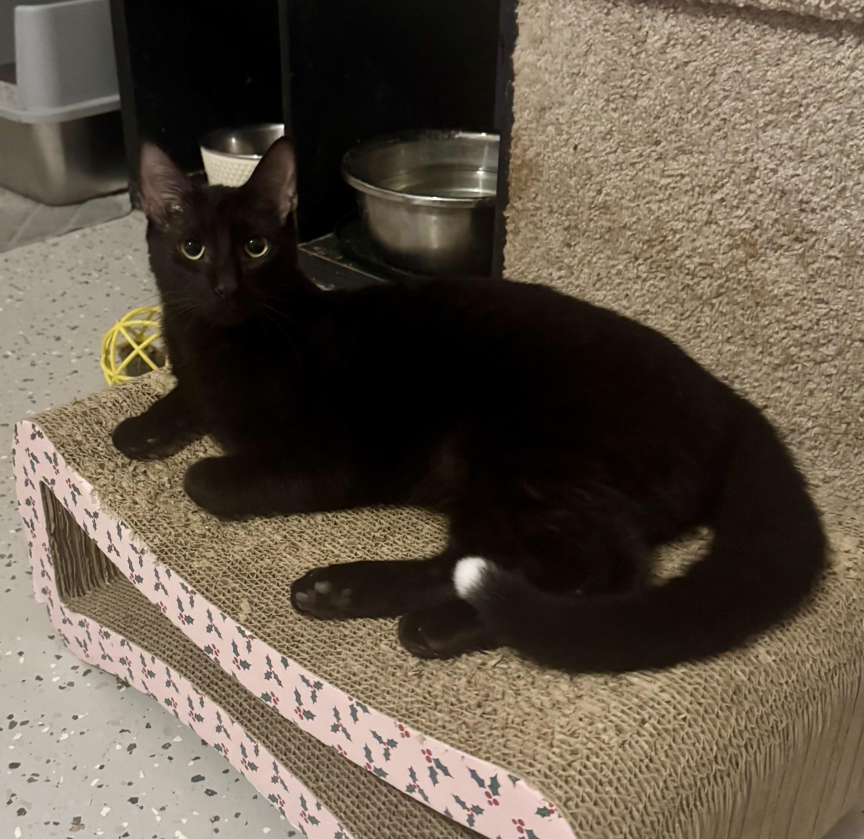Enlarge Jellybean , an adopted Domestic Short Hair in Jacksonville, FL image 1/1