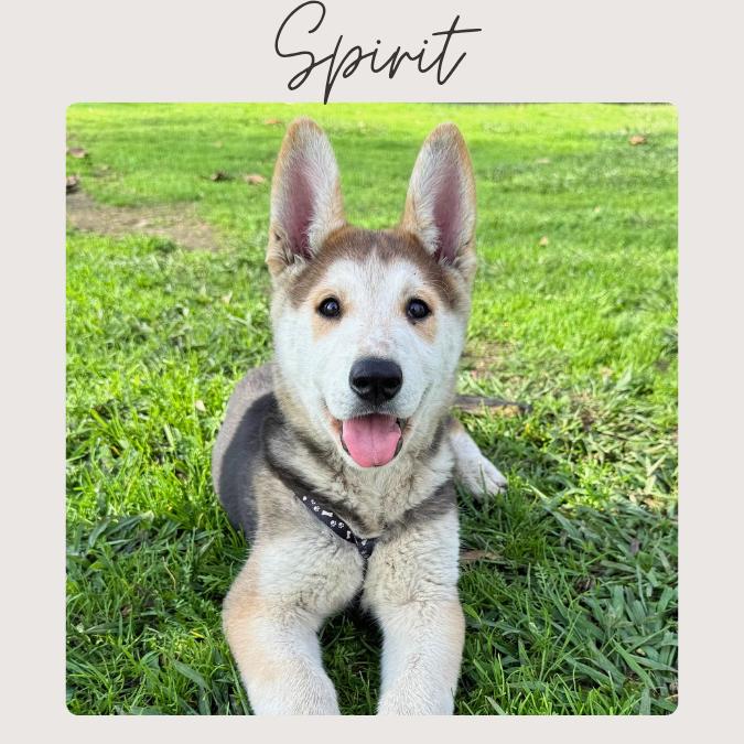 Enlarge SPIRIT*, a Adoptable mixed breed in San Juan Capistrano, CA image 2/2