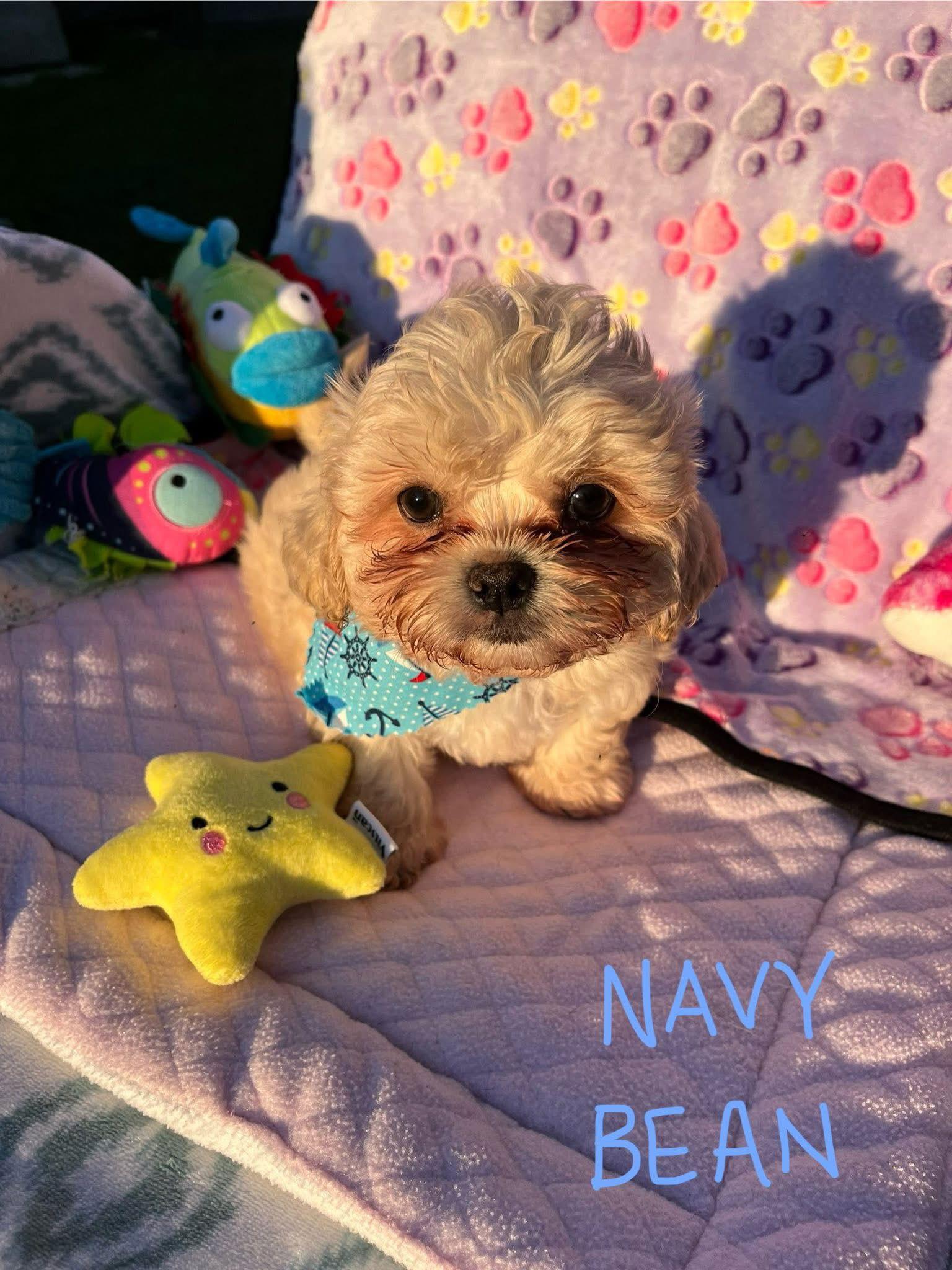 Navy Bean, Adopted, Puppy Male Shih Tzu.