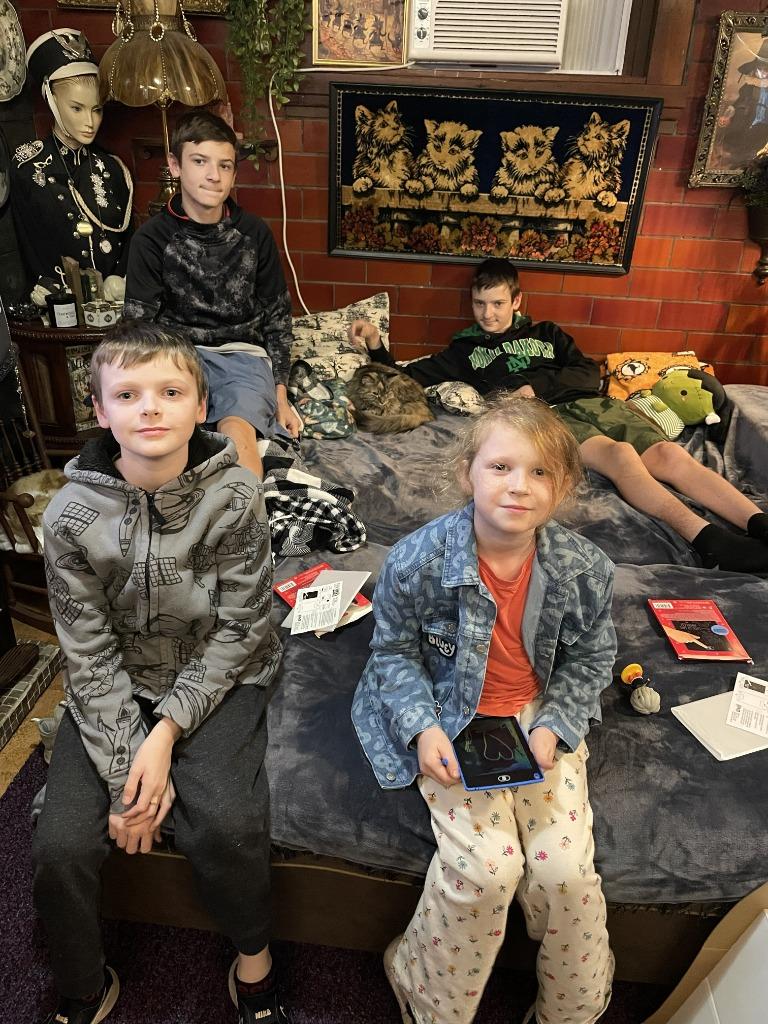 Constellation (Stella) - In Foster, Adoptable, Senior Female Domestic Long Hair.