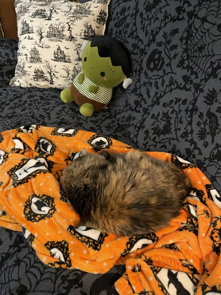 Constellation (Stella) - In Foster, Adoptable, Senior Female Domestic Long Hair.