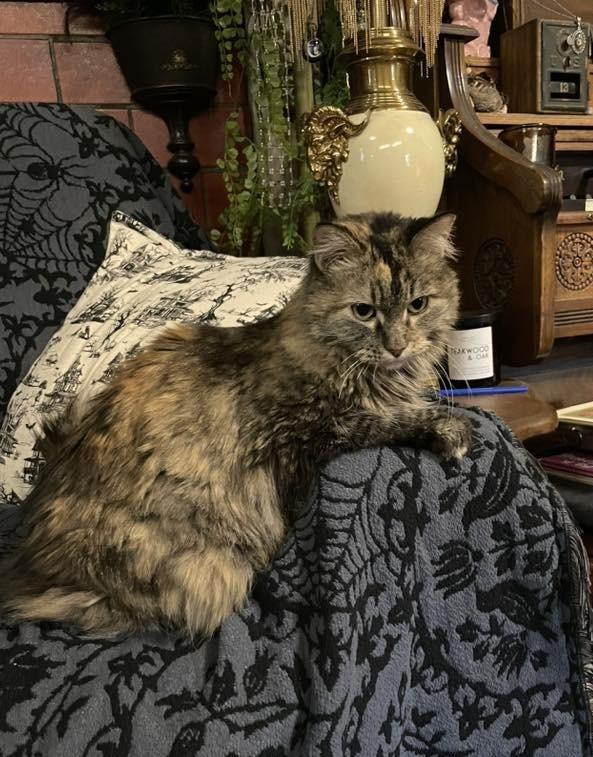 Enlarge Constellation (Stella) - In Foster, a Adoptable mixed breed in Grand Forks, ND image 2/4