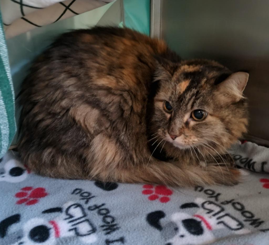 Enlarge Constellation (Stella) - In Foster, a Adoptable mixed breed in Grand Forks, ND image 3/4