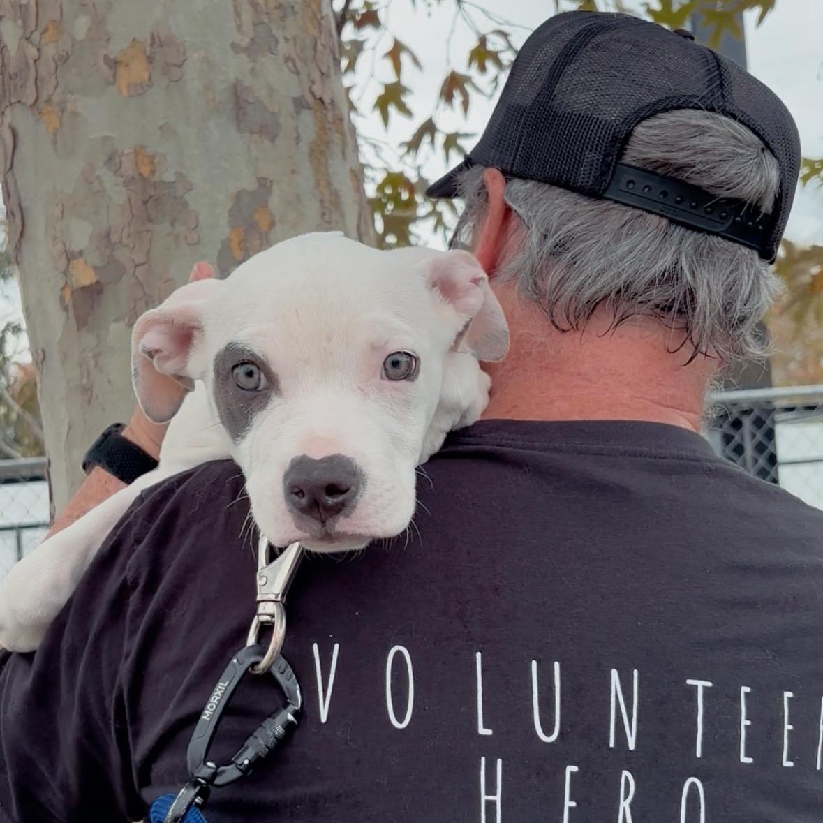 Enlarge Quinn, a ADOPTABLE mixed breed in Babylon, NY image 2/2