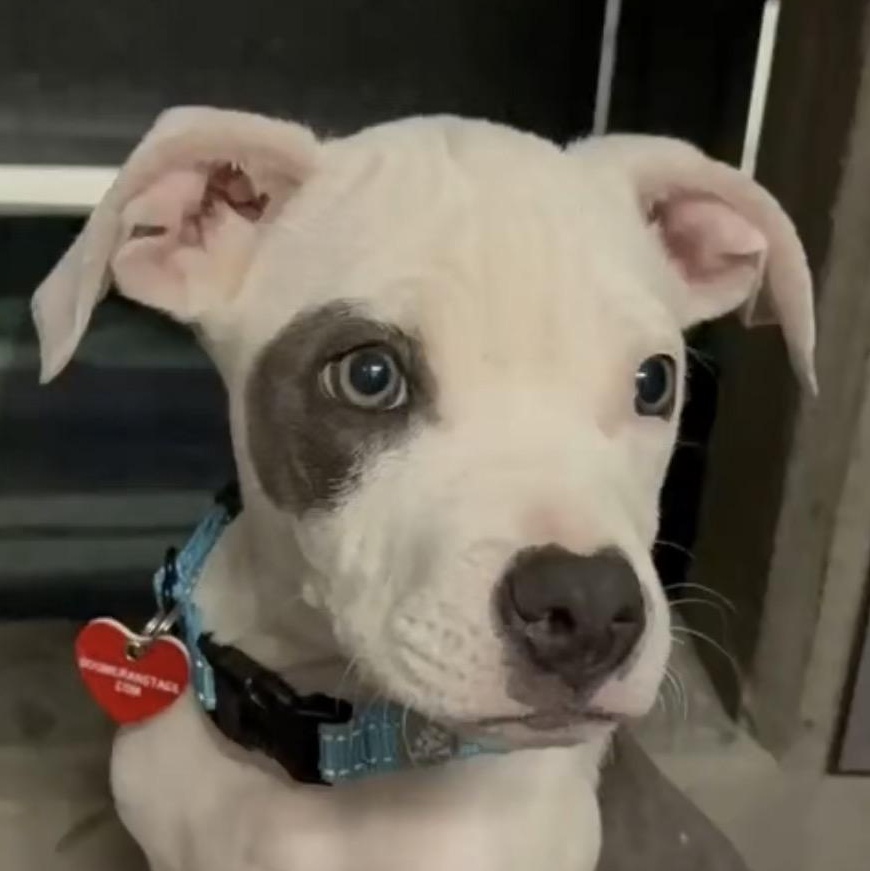 Enlarge Quinn, a ADOPTABLE mixed breed in Babylon, NY image 1/2