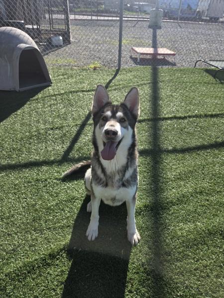 Enlarge Jacob, a Adoptable mixed breed in Hollister, CA image 1/6