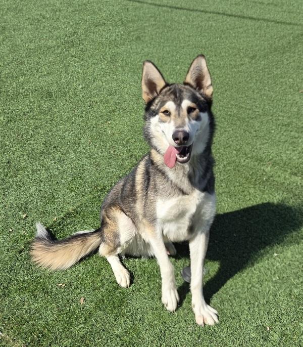 Enlarge Jacob, a Adoptable mixed breed in Hollister, CA image 3/6