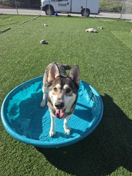 Enlarge Jacob, a Adoptable mixed breed in Hollister, CA image 4/6