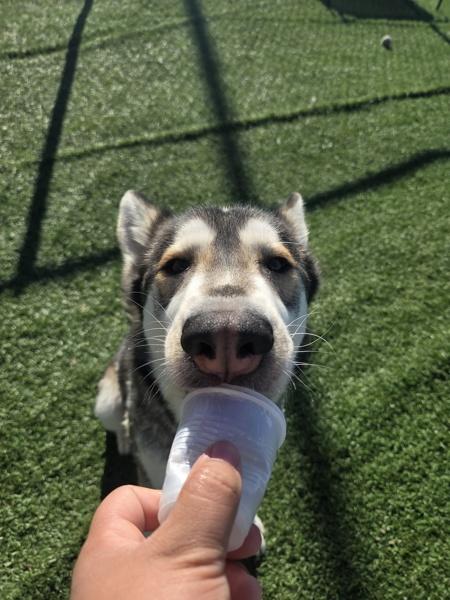 Enlarge Jacob, a Adoptable mixed breed in Hollister, CA image 5/6