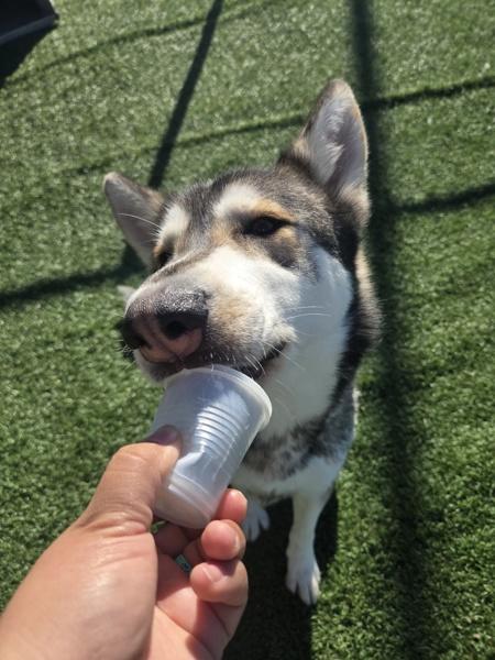 Enlarge Jacob, a Adoptable mixed breed in Hollister, CA image 6/6