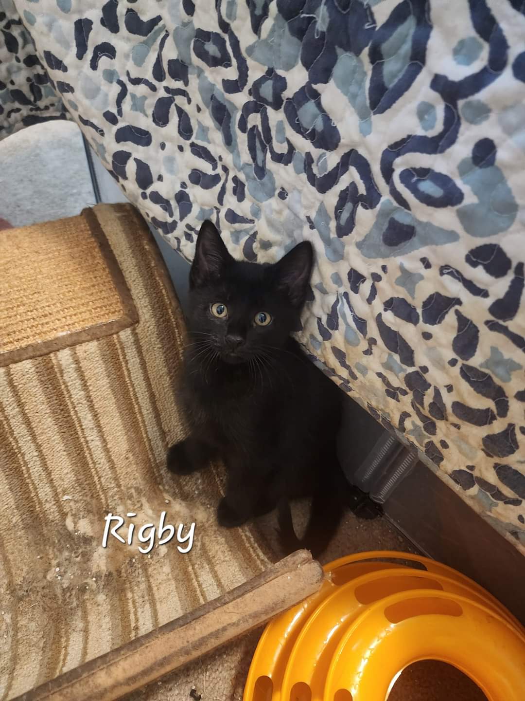 Rigby, an adoptable Domestic Short Hair in Waterloo, IA, 50707 | Photo Image 2