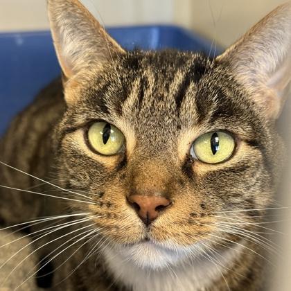 Enlarge Pants, an adoptable Domestic Short Hair in Lansing, MI image 2/2