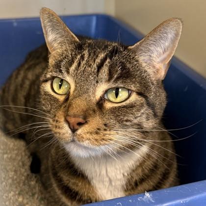 Pants, adoptable, Adult Male Domestic Short Hair.