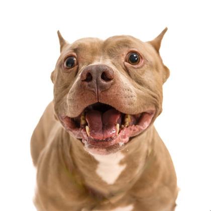 Big Chungus, a Adoptable mixed breed in North Miami Beach, FL image 1/3