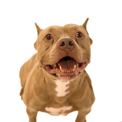 Big Chungus, a Adoptable mixed breed in North Miami Beach, FL image 2/3