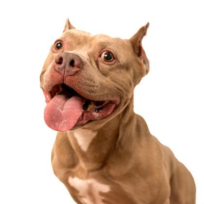 Big Chungus, a Adoptable mixed breed in North Miami Beach, FL image 3/3