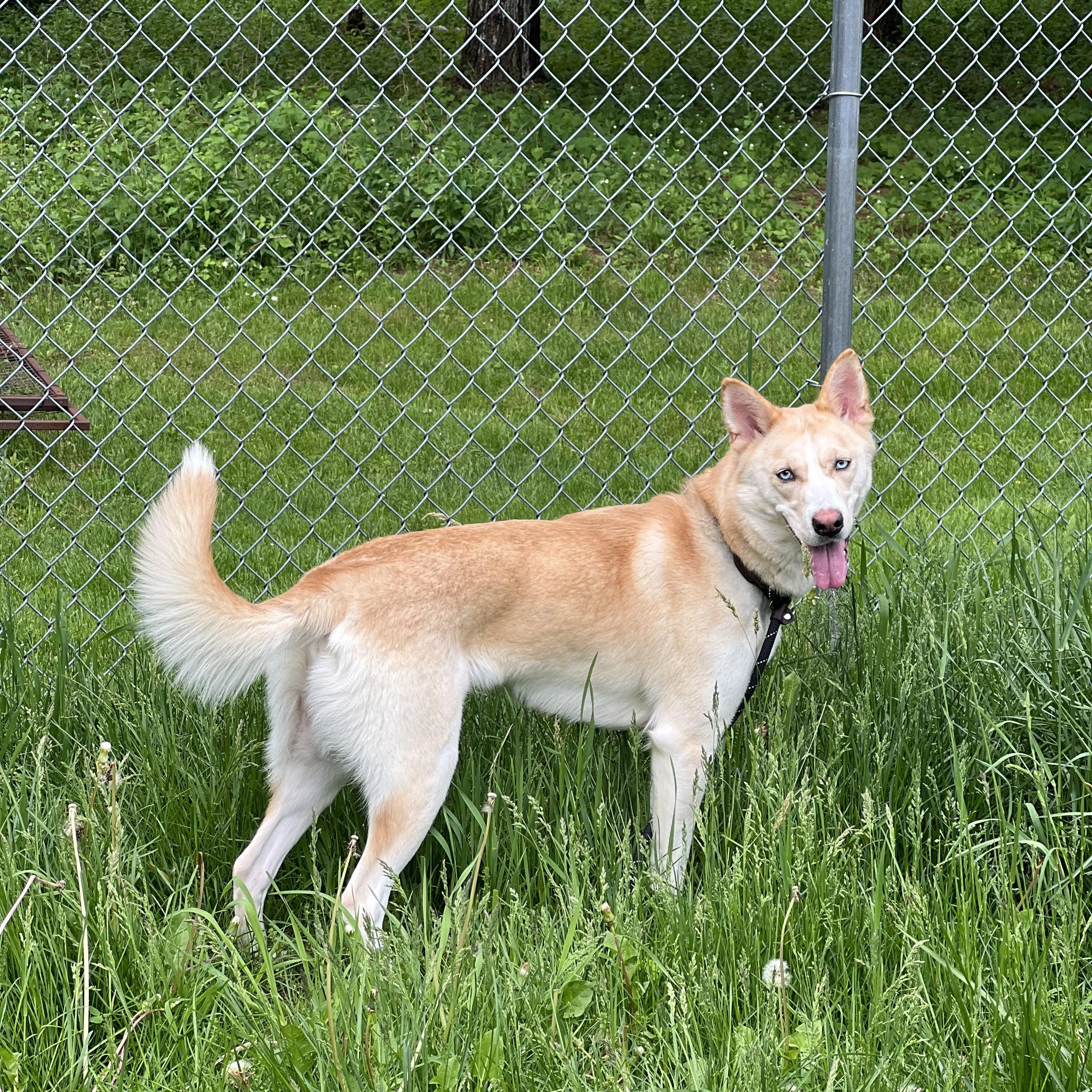Bailey, a Adoptable mixed breed in Delhi, NY image 5/6