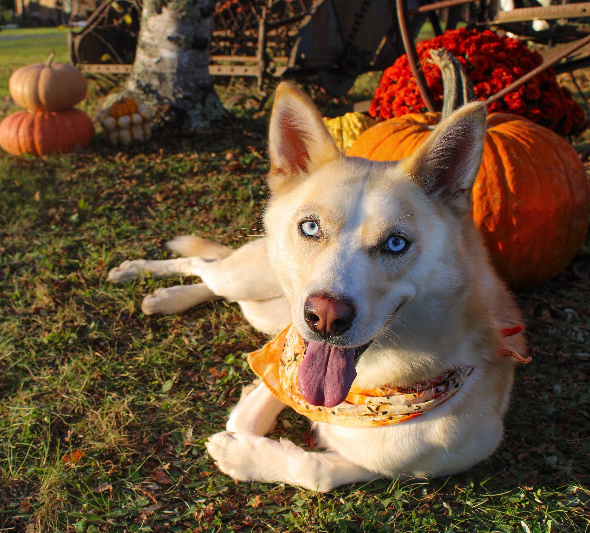 Bailey, Adoptable, Young Female Siberian Husky & Husky.