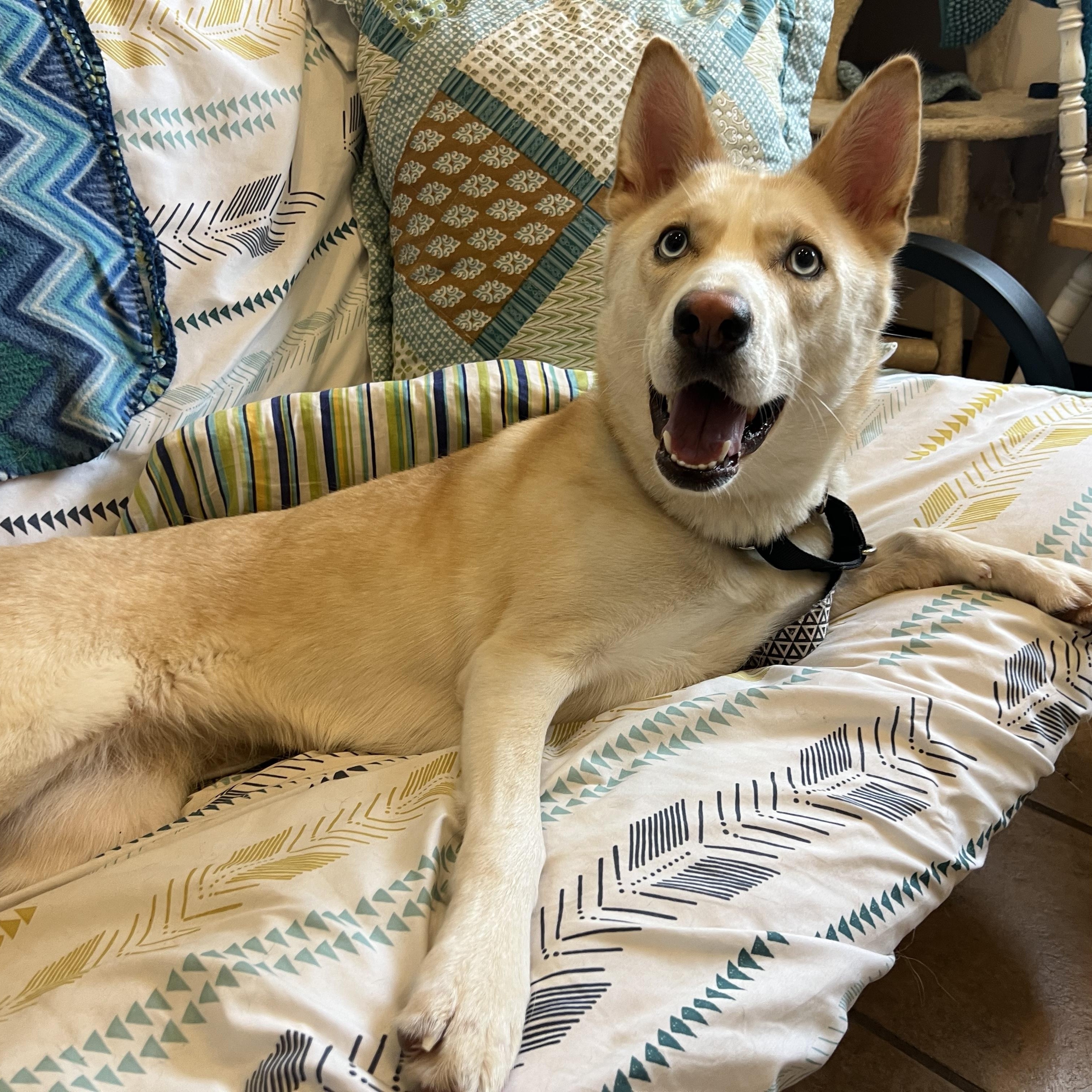 Bailey, a Adoptable mixed breed in Delhi, NY image 4/6