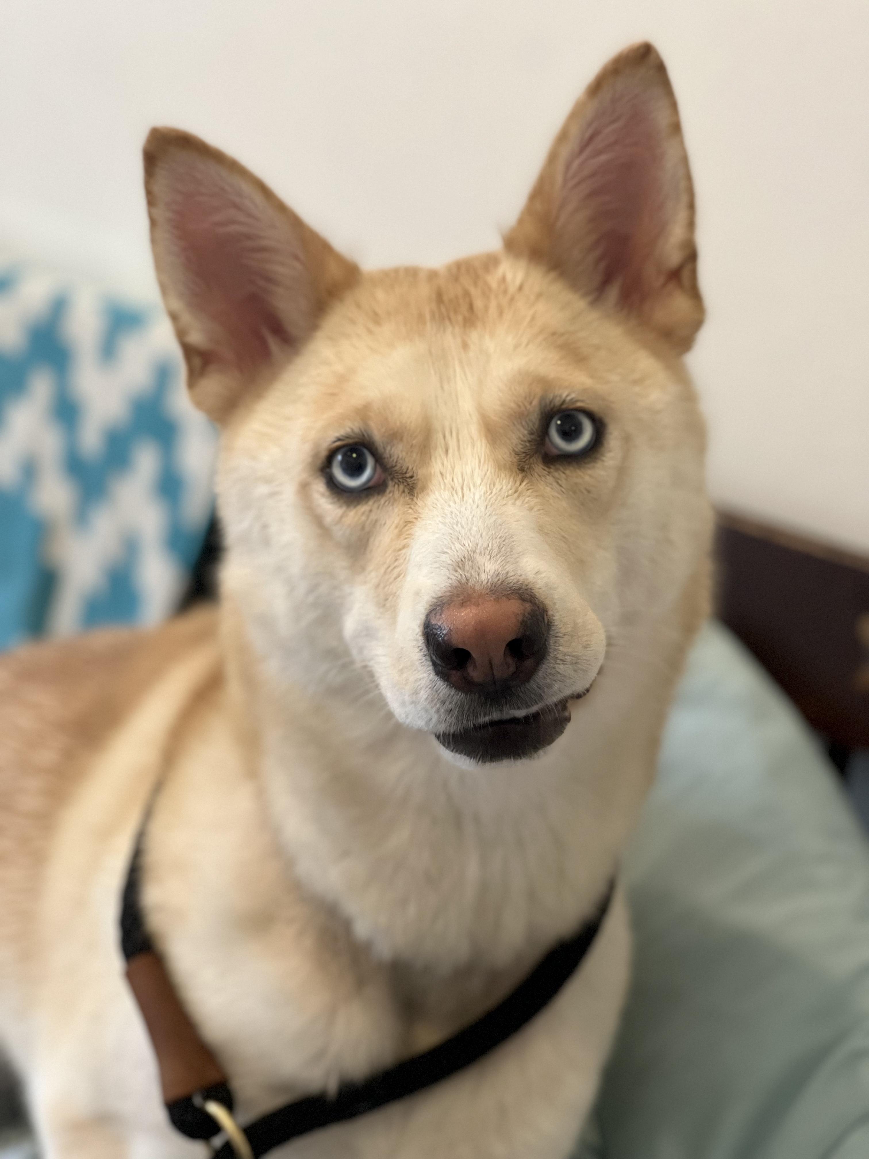 Bailey, a Adoptable mixed breed in Delhi, NY image 6/6