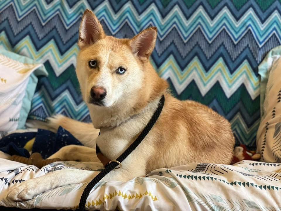 Bailey, a Adoptable mixed breed in Delhi, NY image 2/6