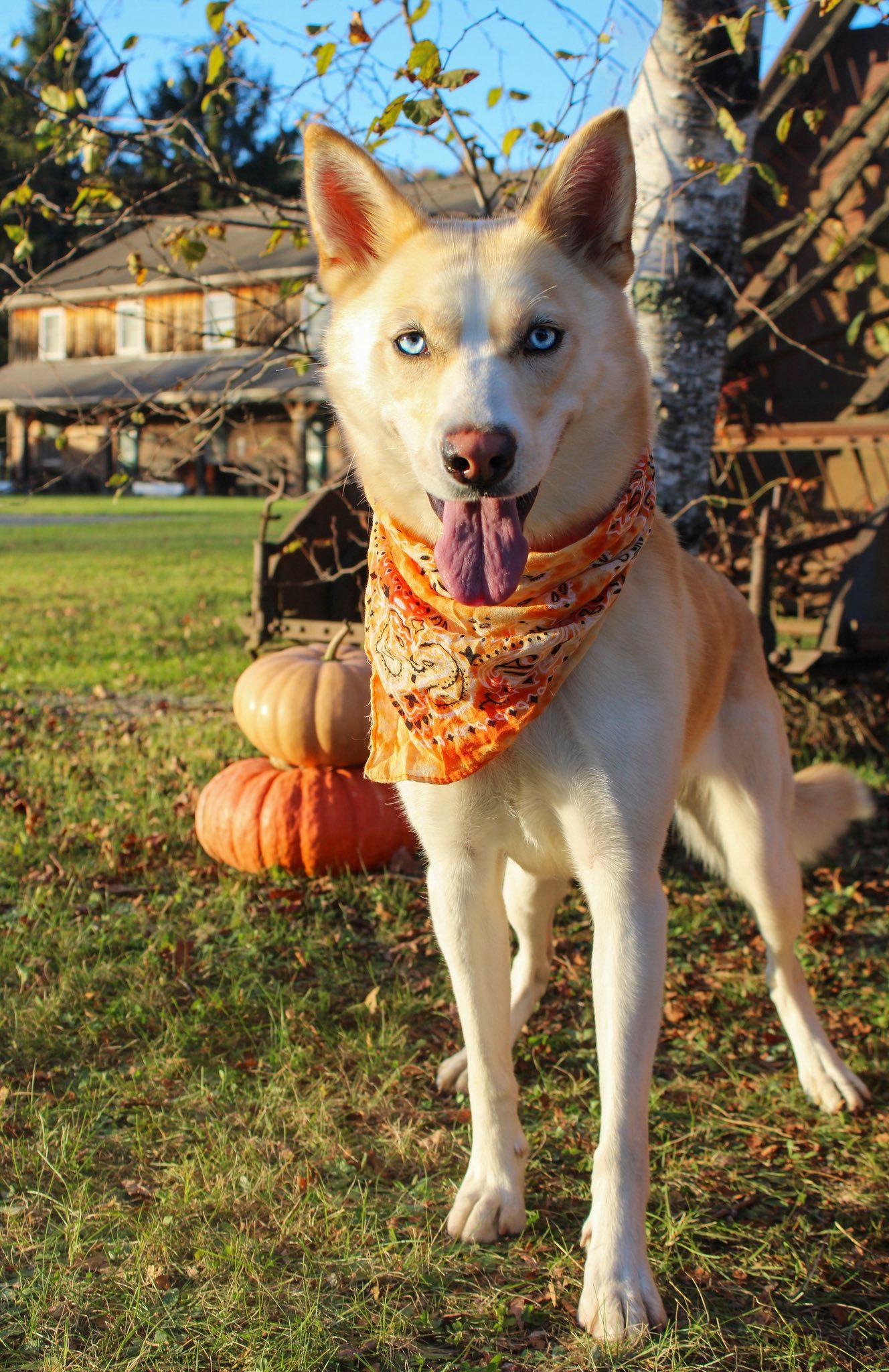 Bailey, a Adoptable mixed breed in Delhi, NY image 3/6