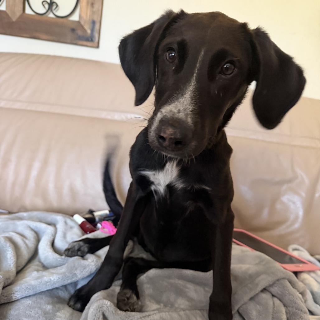 Junie, Adoptable, Puppy Female Cattle Dog & Hound.
