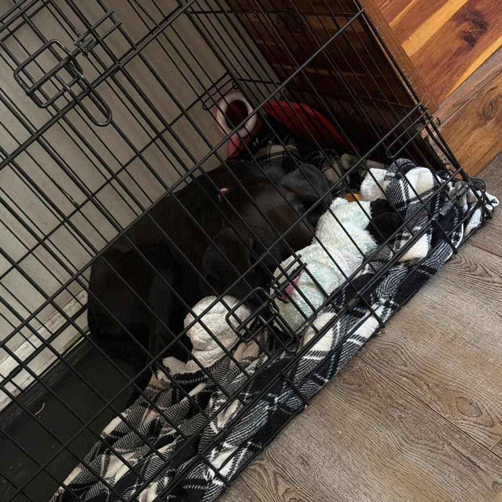 Enlarge Junie, a Adoptable mixed breed in Rossville, GA image 2/2