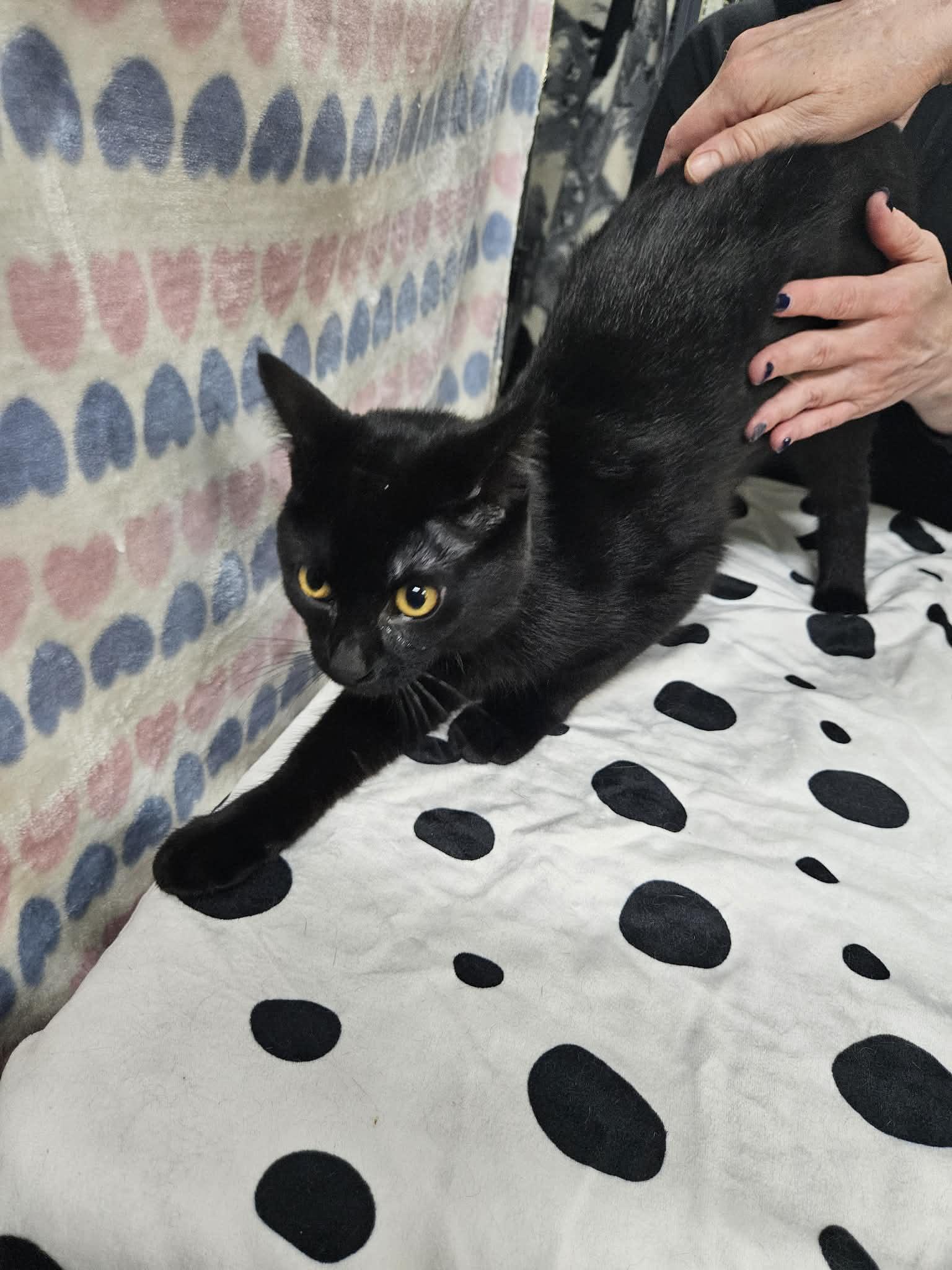 Enlarge NOODLES, a Adoptable Domestic Short Hair in Tillsonburg, ON image 1/2