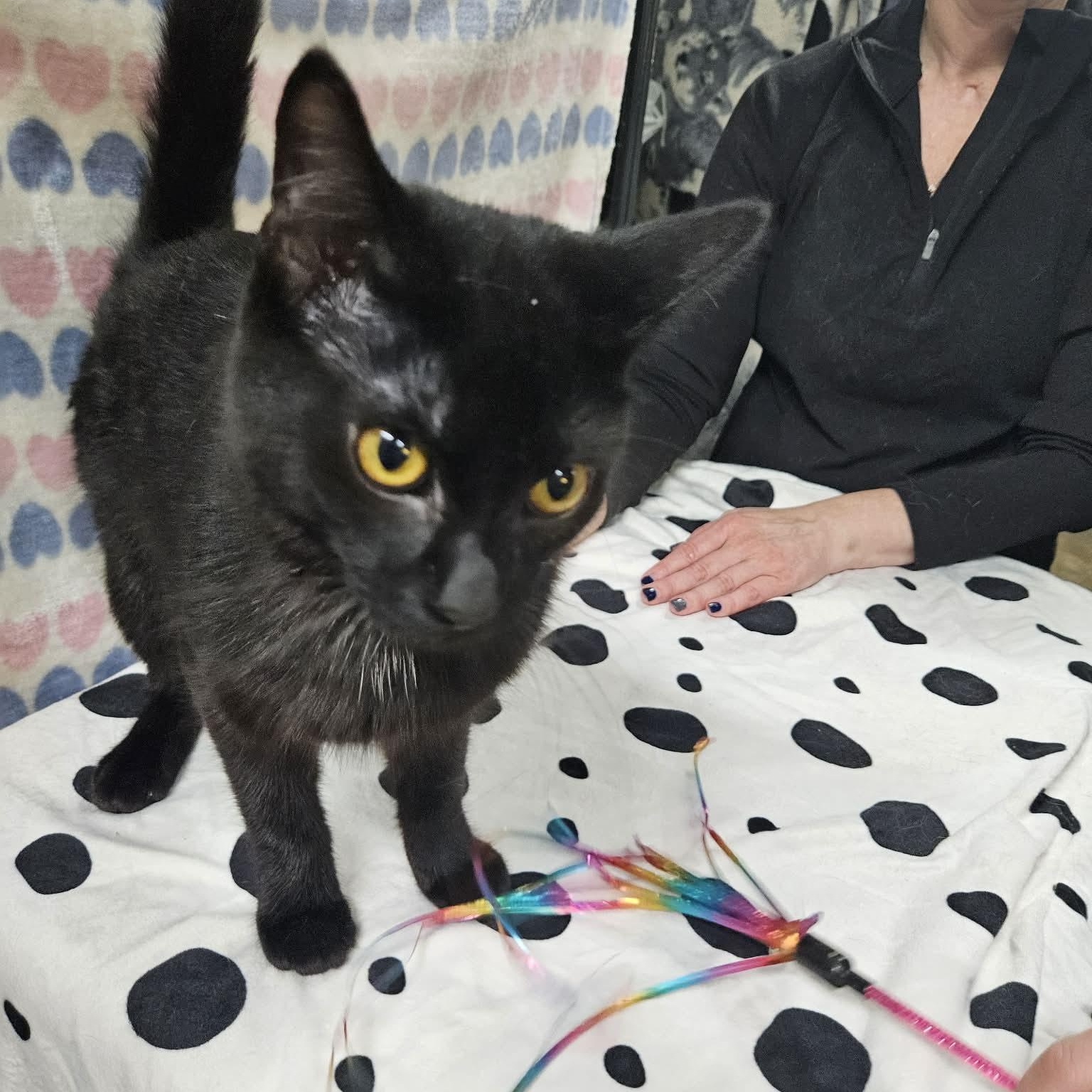 Enlarge NOODLES, a Adoptable Domestic Short Hair in Tillsonburg, ON image 2/2