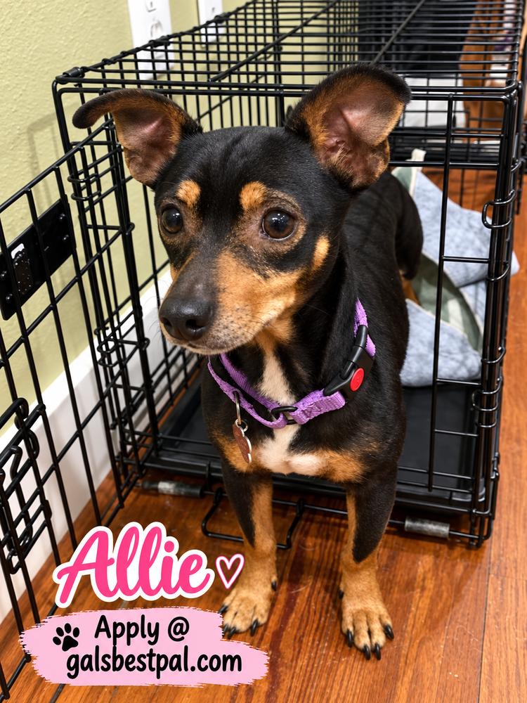 Allie, Adoptable, Adult Female Chihuahua & Dachshund.
